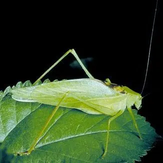 thumbnail for publication: Oblong-Winged Katydid (suggested common name) Amblycorypha oblongifolia (De Geer, 1773) (Orthoptera: Tettigoniidae: Phaneropterinae)